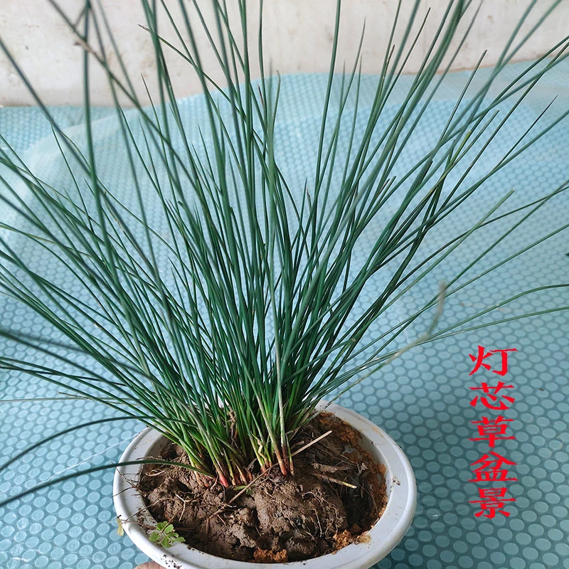 灯芯草盆栽绿植水培植物野生灯芯草虎须草水葱
