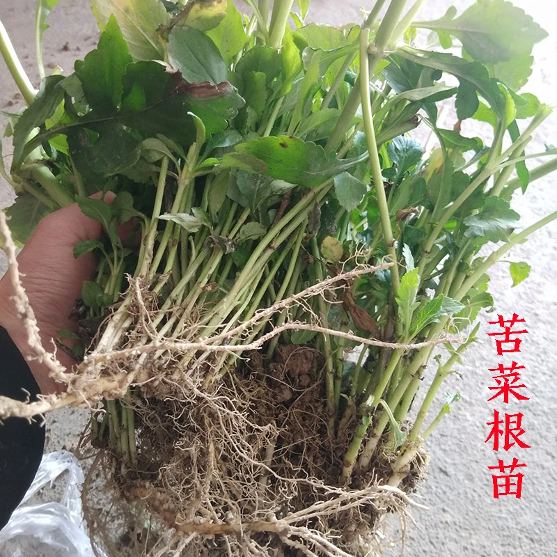 苦菜根苗苦菜秧苗苦菜苗新鲜苦菜败酱草苦菜干白花苦菜苗