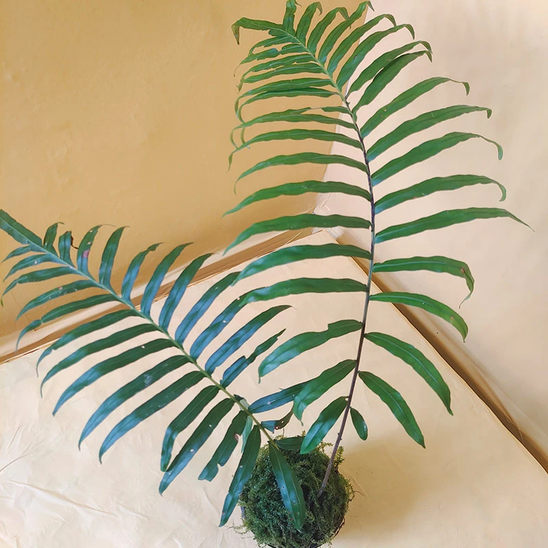 蕨类绿植网红变色蕨一叶禅蕨禅意盆景四季常青乌毛蕨耐阴好养苔藓