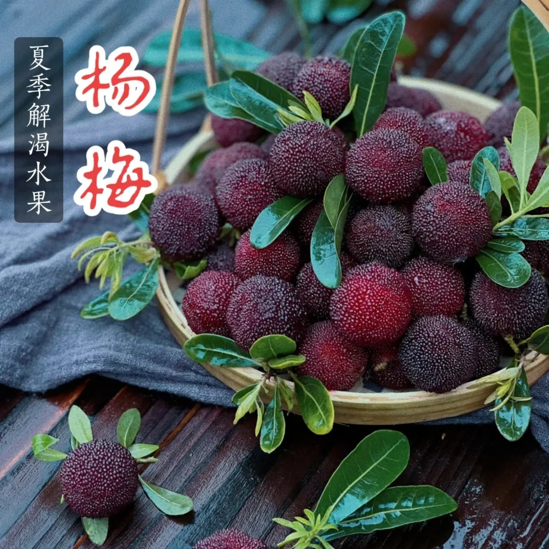 新鲜杨梅  两斤装 冷链速运