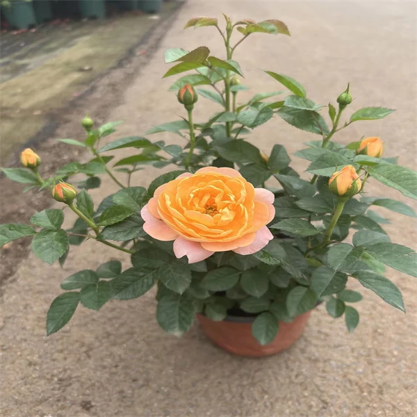 果汁阳台大花月季花橙色月季花