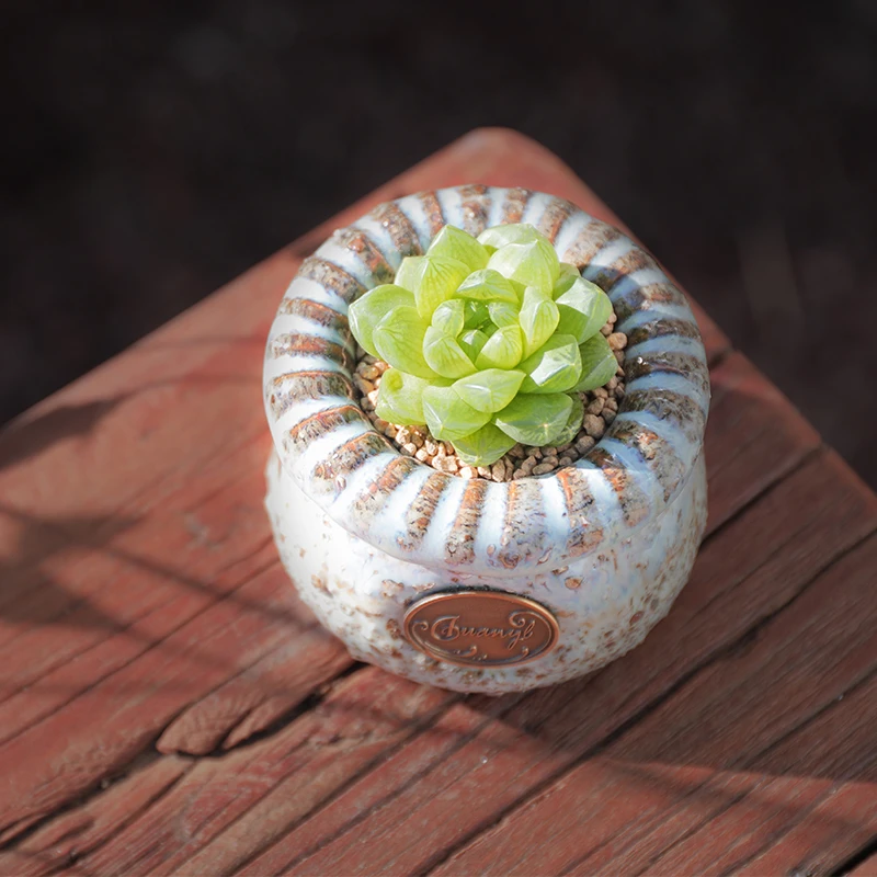 【直播链接】185精品一物一拍多肉植物满29包邮（除新疆、西藏）
