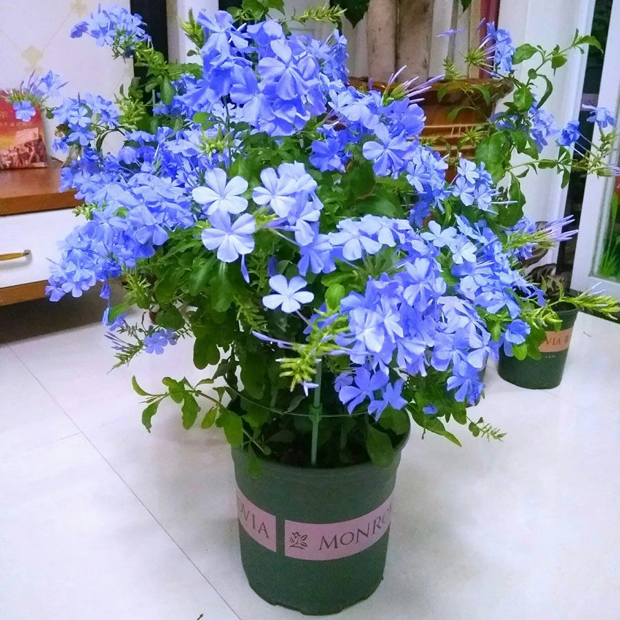 蓝雪花盆栽耐热耐晒庭院阳台四季开花爬藤花卉花卉盆栽植物牵牛花