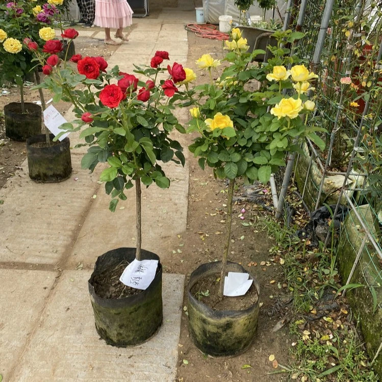 欧月树状月季花 多季开花 勤花微月灌木品种盆栽地栽