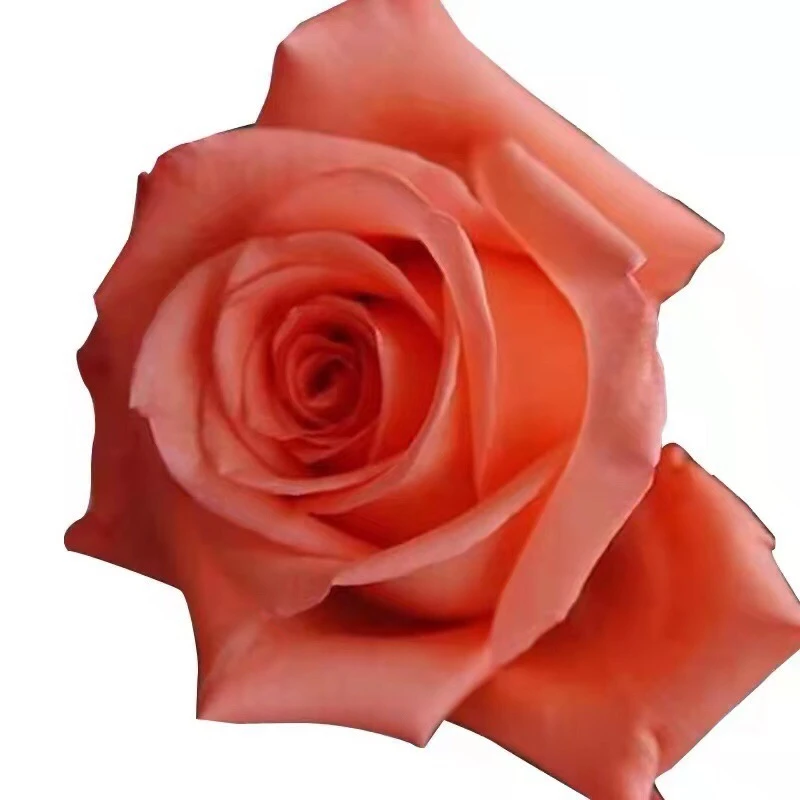 影星玫瑰鲜花36支送4支总共40支基地直发包邮