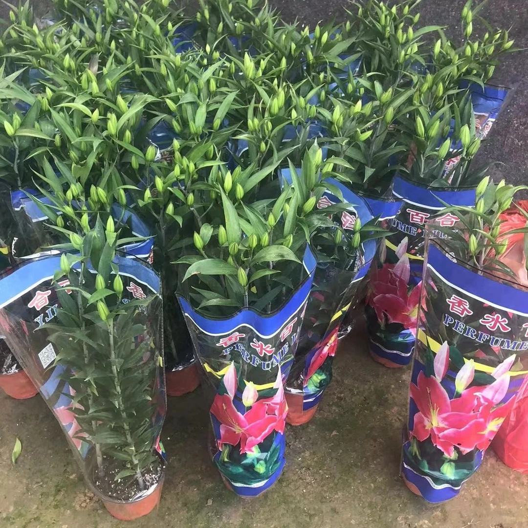 香水春季百合花盆栽黄色带花苞清香味重瓣庭院室内客厅花卉观花