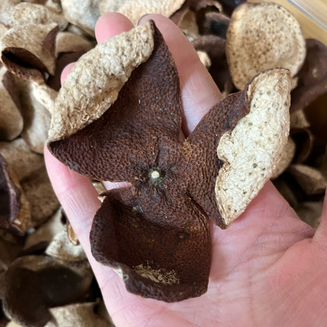 2017年新会茶坑大红皮