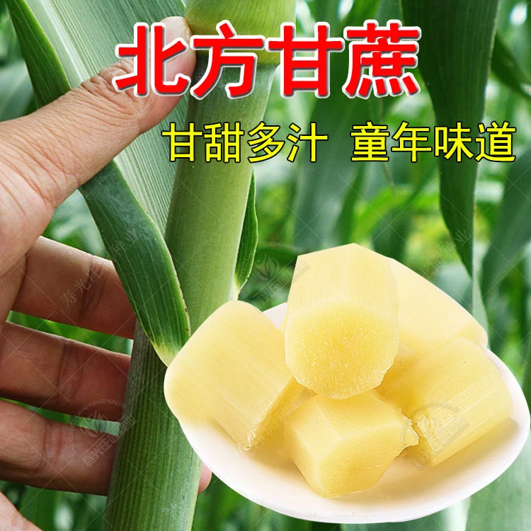 甘蔗种子种籽青皮小甘蔗甜杆高粱种植南方水果四季