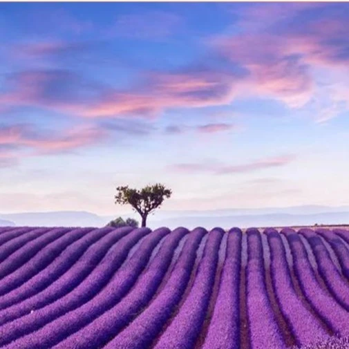 薰衣草种子四季播种普罗旺斯多年生花草种植简单春季美观花卉种籽