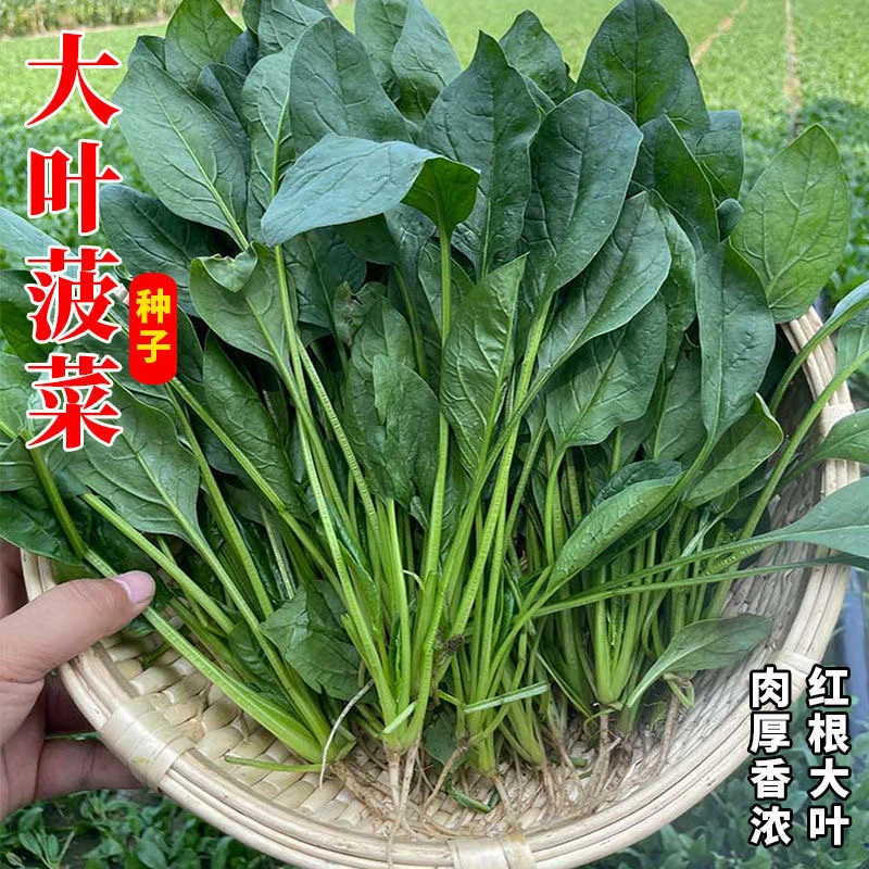 【大叶菠菜种子】春秋大叶菠菜阳台花盆可种菠菜种子优质蔬菜种子