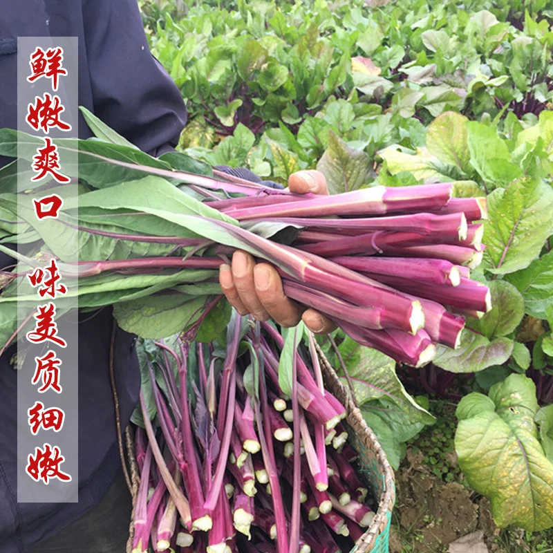 【直播】红菜苔种子紫菜籽四季春秋冬季农家盆栽种孑简单易种蔬菜种