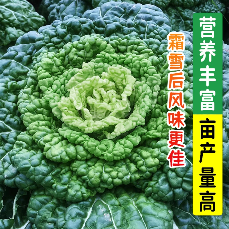越冬蔬菜黑心乌种子 乌菜黑菜种籽 泡泡青菜乌塌菜秋季季蔬菜种孑