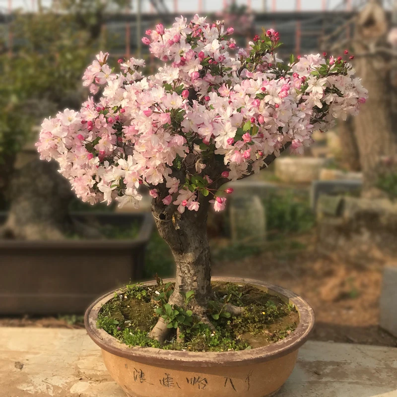 果树盆景海棠果冬红果一树一拍
