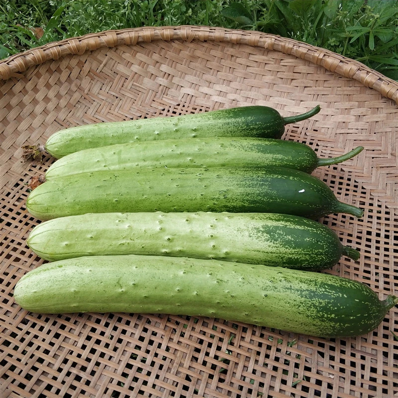 旱黄瓜湖北天门农家自种新鲜香蕉黄瓜应季蔬菜瓜果现摘现发3斤5斤