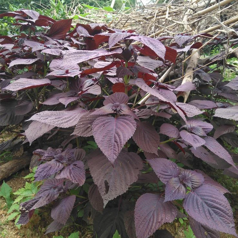 可食用紫苏种子烤肉菜补钙菜家庭小院种植蔬菜春季播种草本