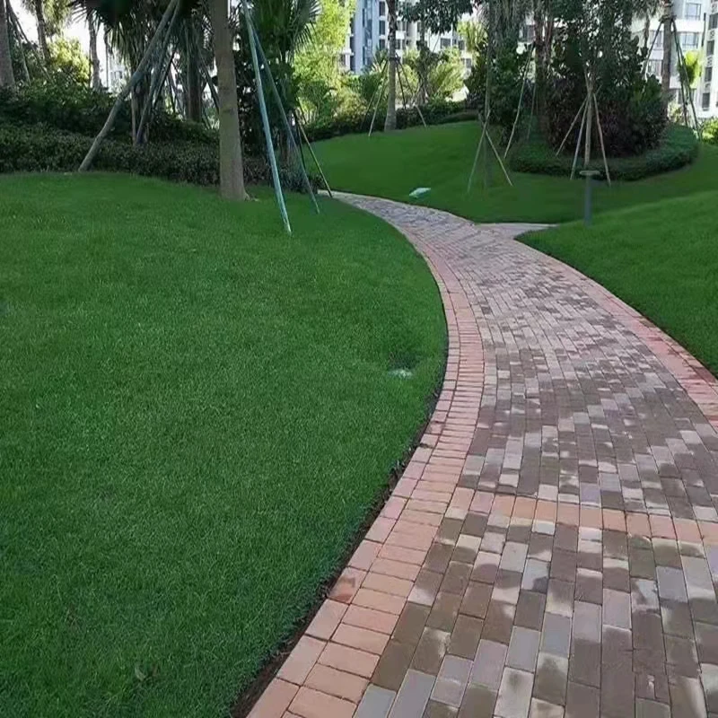 草坪种子草籽四季常青绿化狗牙根黑麦草护坡草皮草子种草籽四季青