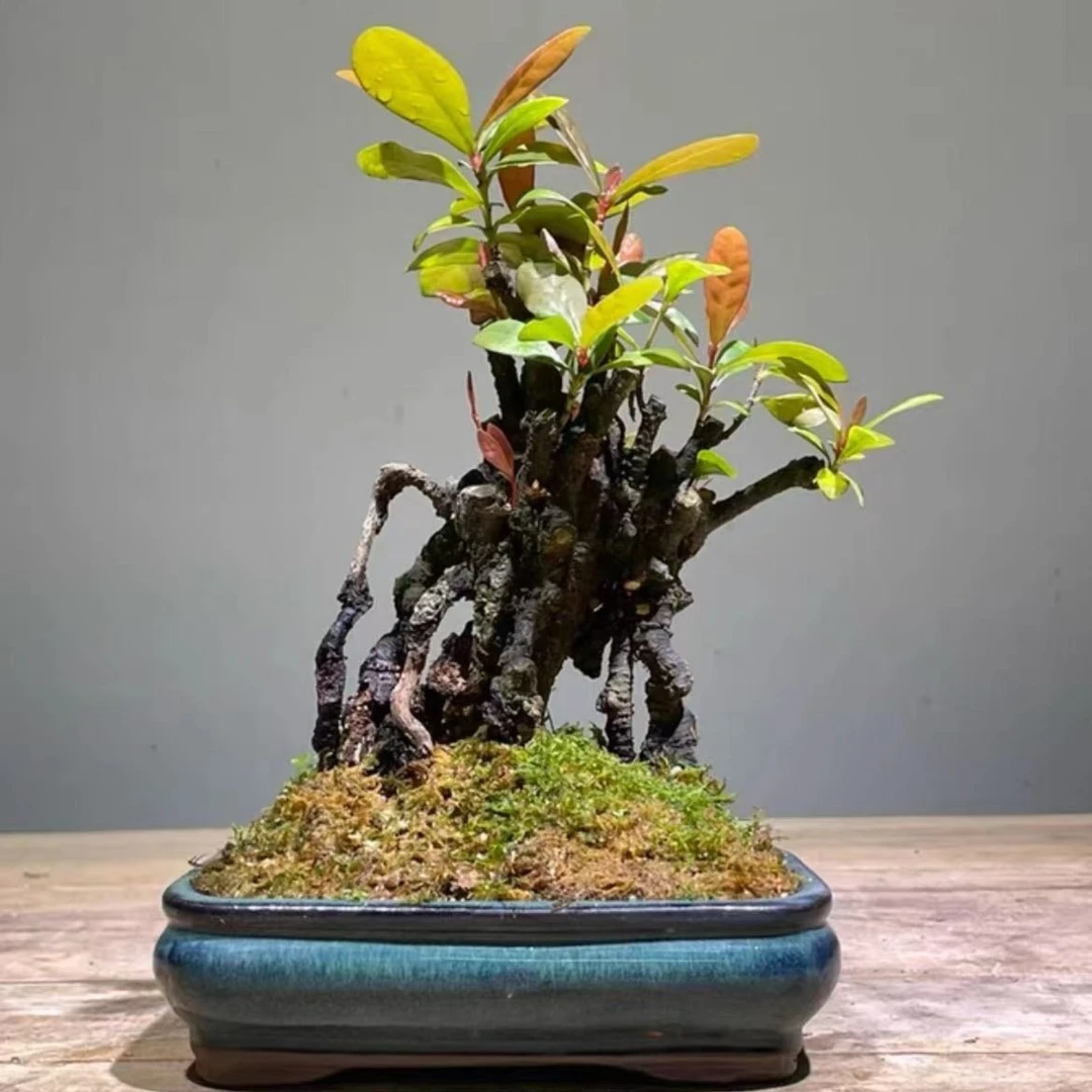 精品  海岛龙船花（一物一拍）盆栽               植物栽培红色