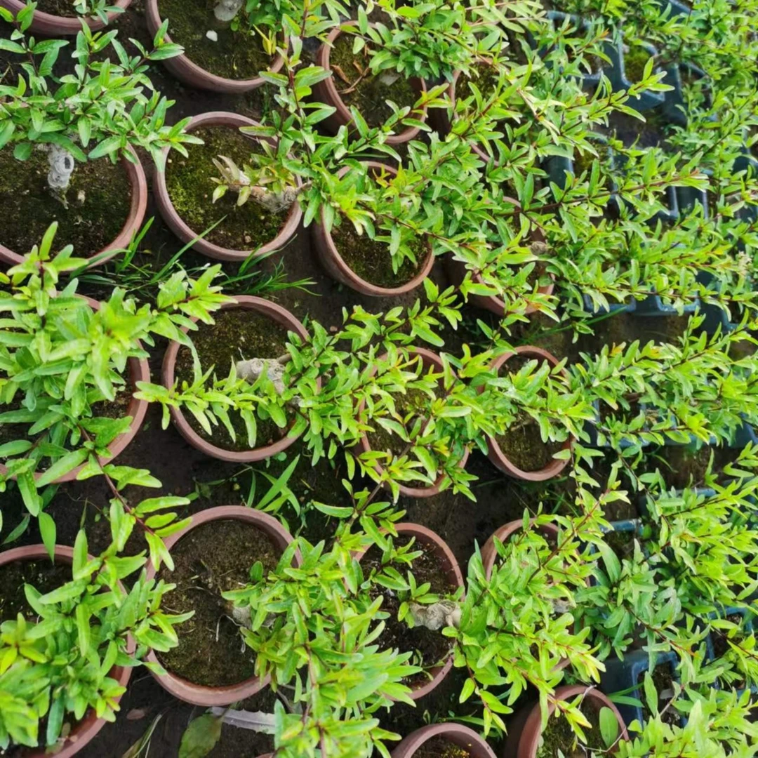 白蜡黄杨盆景朴树榆树盆景直播一物一拍