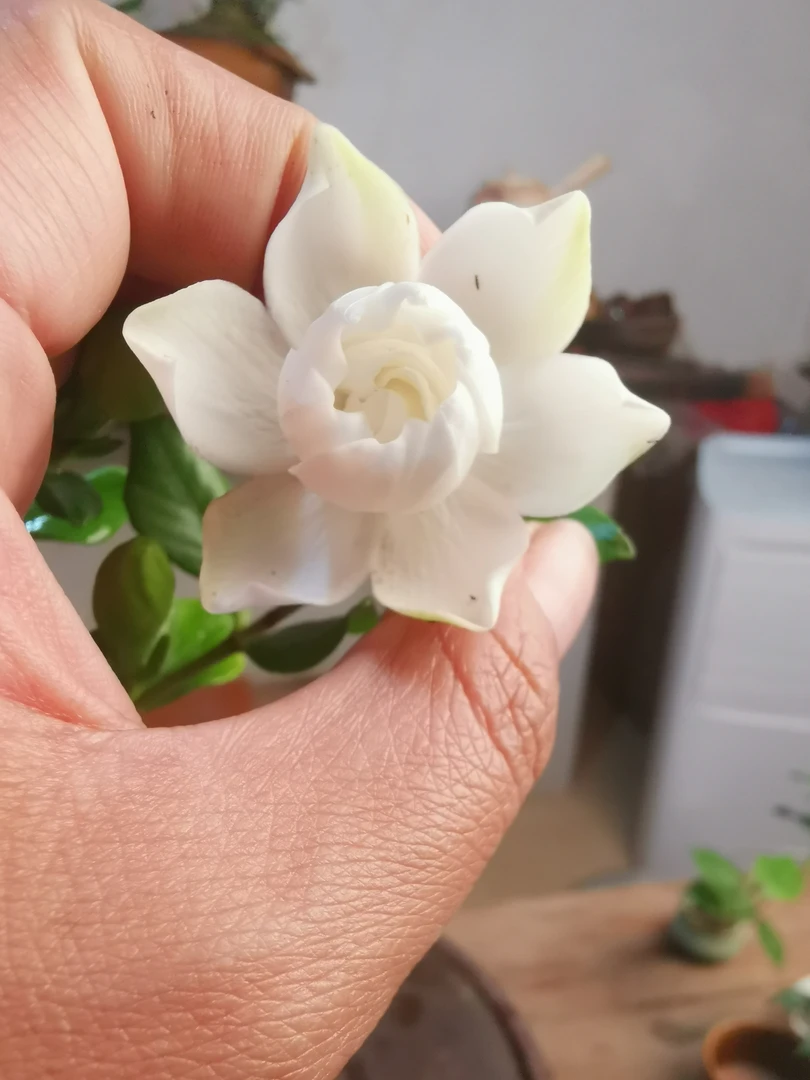 【春林园艺】重瓣栀子花玉环栀子花