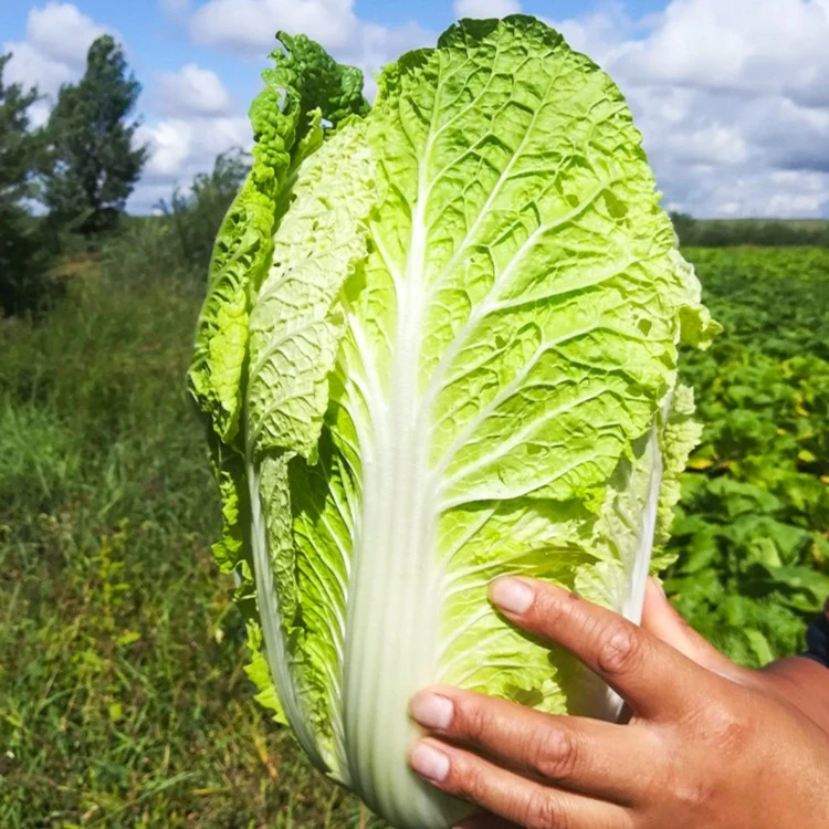 大白菜种子白菜籽蔬菜山东白菜种孑冬季四季秋大白菜种籽四季秋季