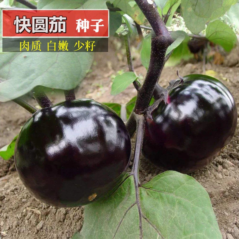 早熟快园茄种子黑紫色大圆龙茄籽抗病高产四季春秋阳台蔬菜种子苗