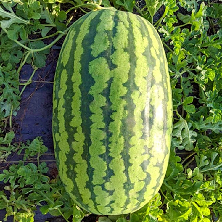 懒人瓜王抗病种子籽麒麟甜王种籽四季水果蔬菜种子西瓜籽盆栽巨型