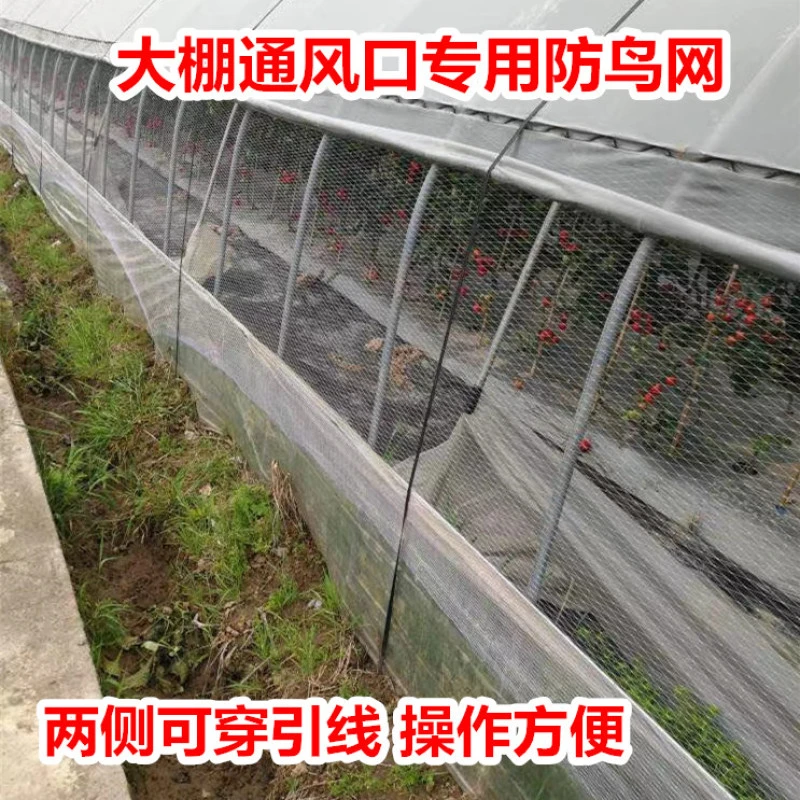 大棚防鸟网草莓大棚通风口防鸟网冬季暖棚防鸟网防鸟网果园防护网