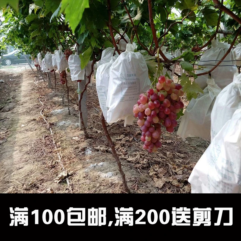 葡萄袋子防鸟防虫袋露天葡萄专用套袋水果育果袋 纯木浆纸袋包邮