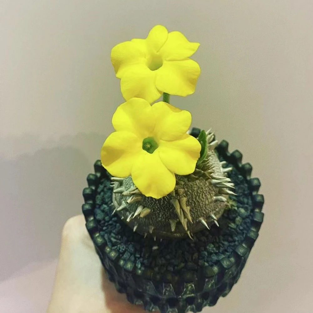 【慢时光】潮流块根植物 惠比大黑