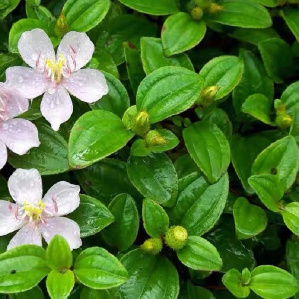 野生地菍鲜品/干品  地稔草铺地锦地捻 火炭泡材500克 包邮