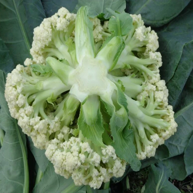 青梗松花菜种子种籽孑 有机菜花花椰菜 非转基因春秋季秋天蔬菜