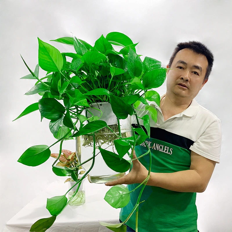 长藤水培绿萝盆栽茉莉净化空气植物花卉新房绿植天堂鸟