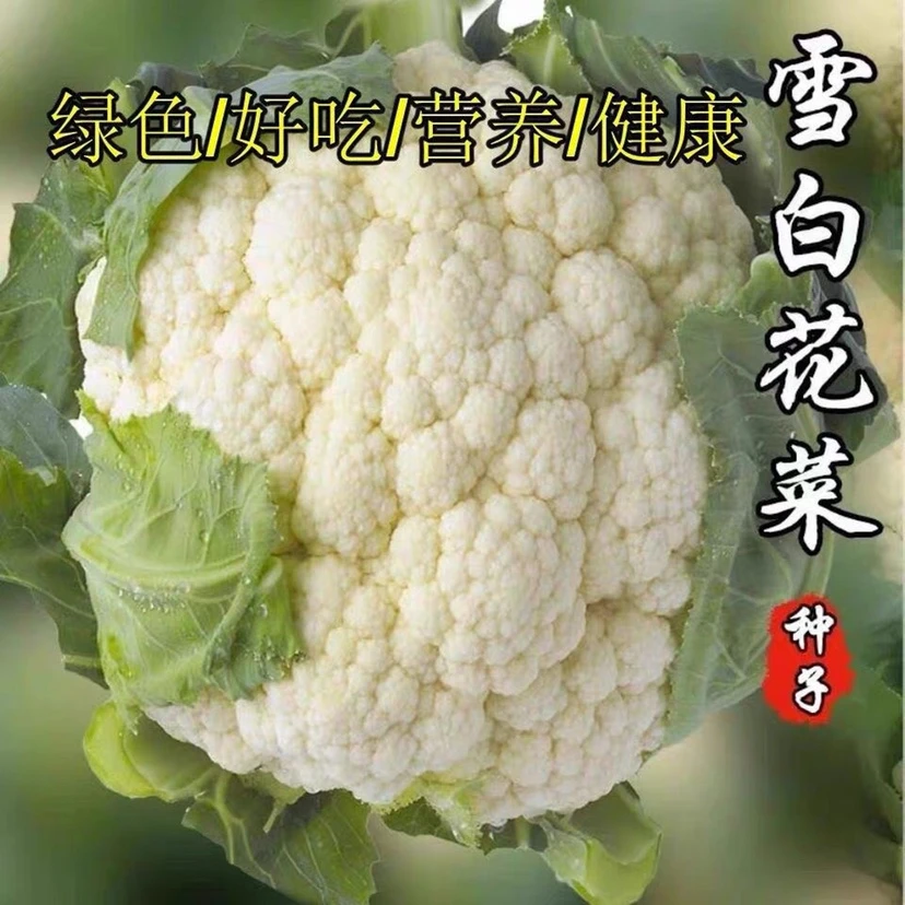 【68天花椰菜种子】早熟紧花菜农家大田高产白花菜种子花椰菜蔬菜