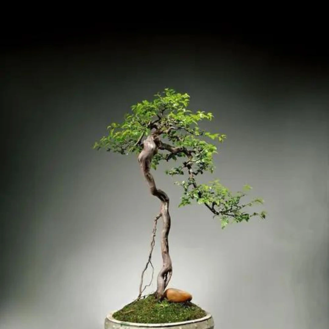 盆景盆栽绿植直播链接请勿乱拍