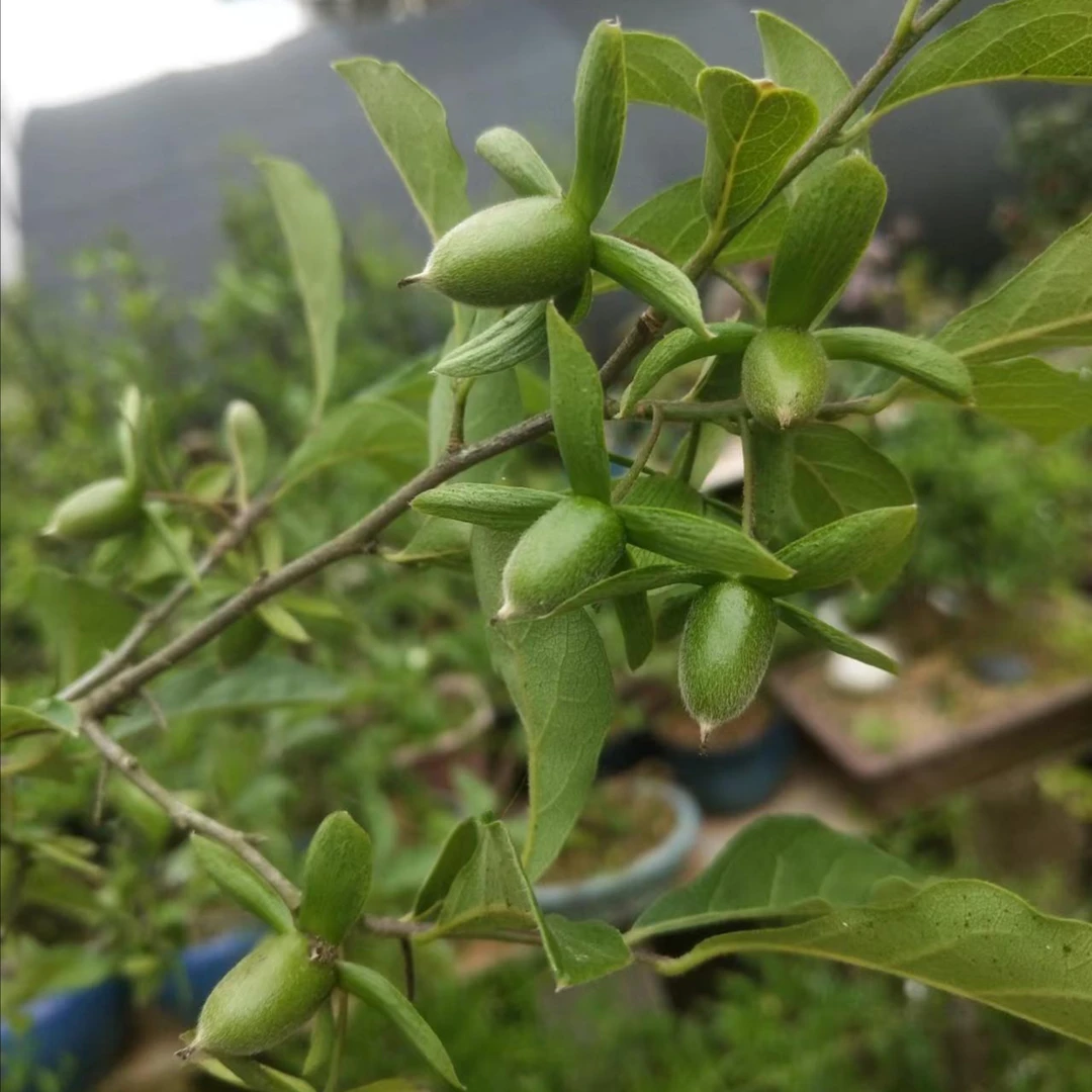 盆景绿植，老鸦柿，
