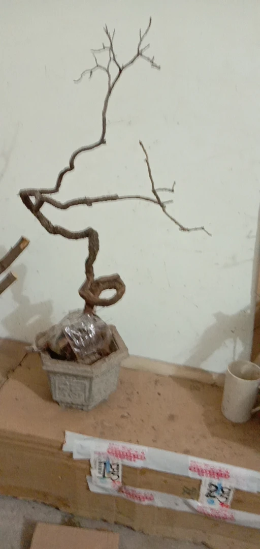 黄栌盆景，盆栽50