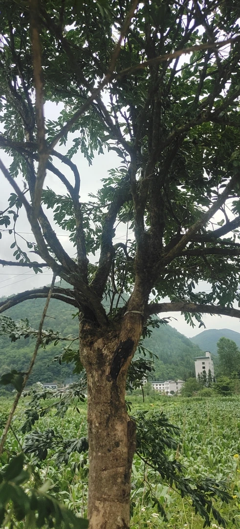 瓜子黄杨盆景地栽