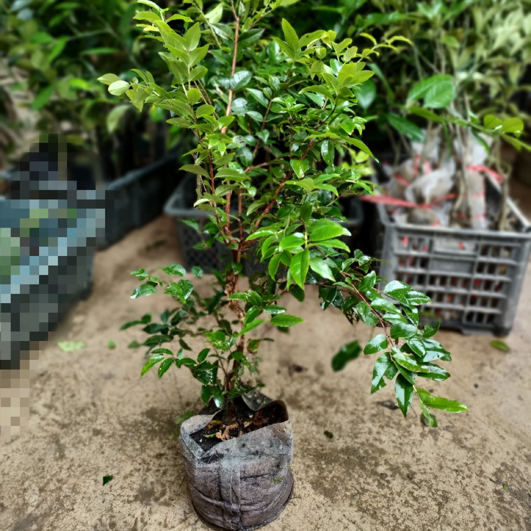 果树植物,直播间一物一拍用,请勿直接下单春季栽培开花常绿