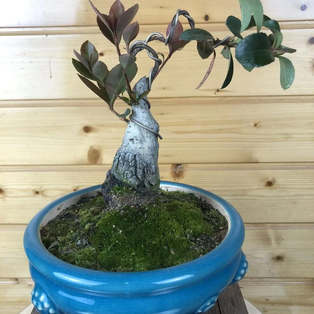 精品小叶春花盆景