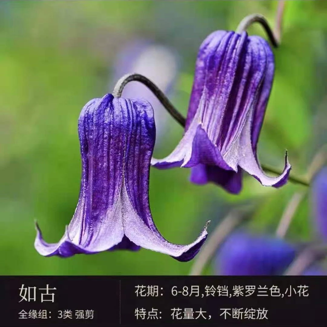 如古中大苗铁线莲阳台盆栽爬藤攀援观花卉植物