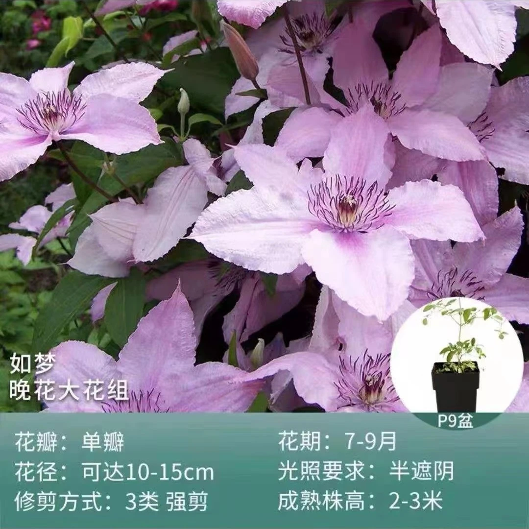 2加仑如梦中大苗铁线莲阳台盆栽爬藤攀援观花卉植物