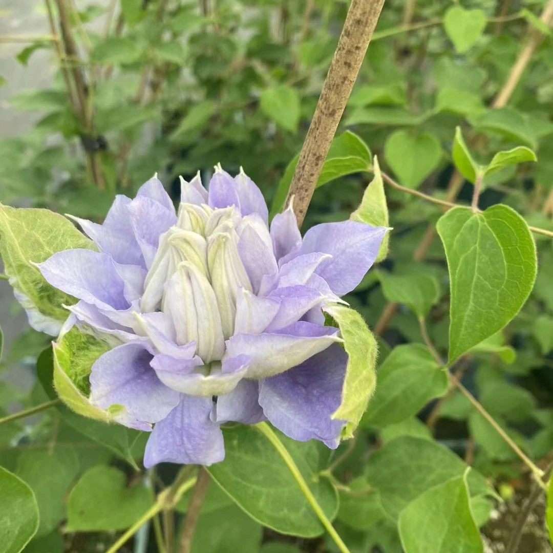 马祖里中大苗铁线莲阳台盆栽爬藤攀援观花卉植物