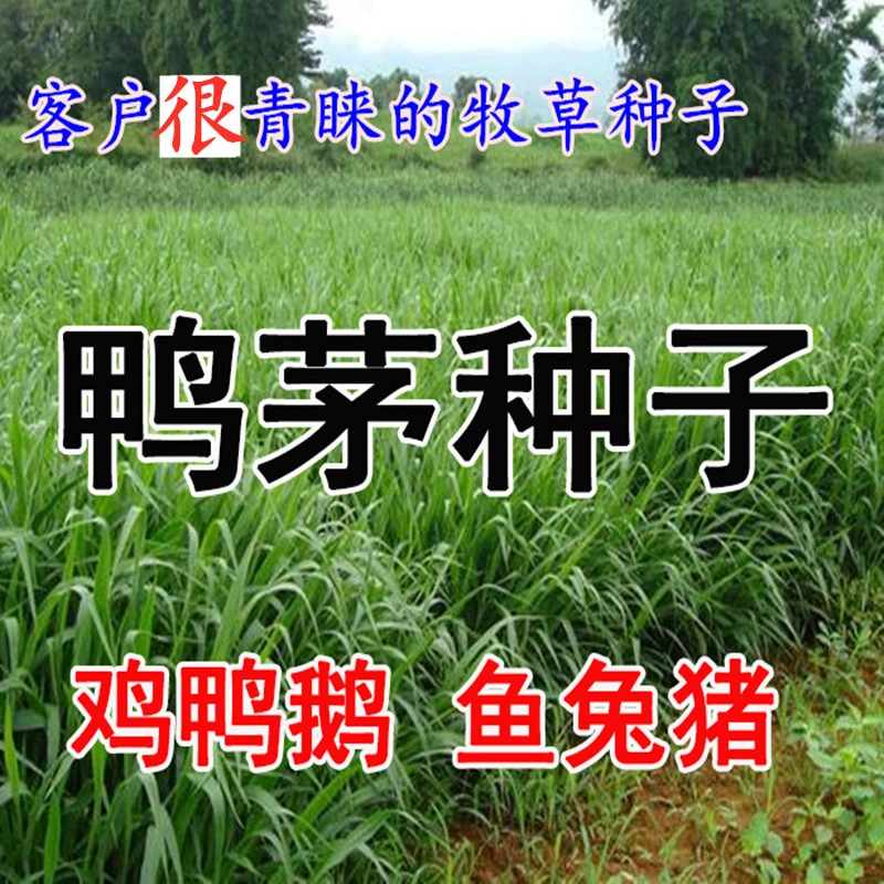 鸭茅种子安巴多年生耐阴四季青果园草 启能畜禽牧草籽牛羊鹅兔鱼