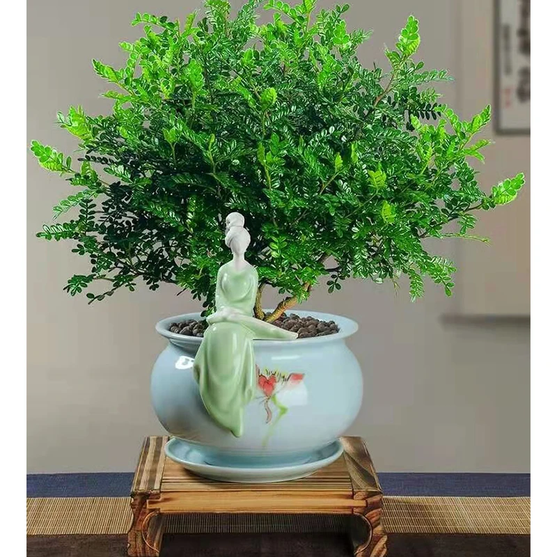 清香木驱蚊中国风盆景提神室内客厅办公好养易活四季常青净化空气