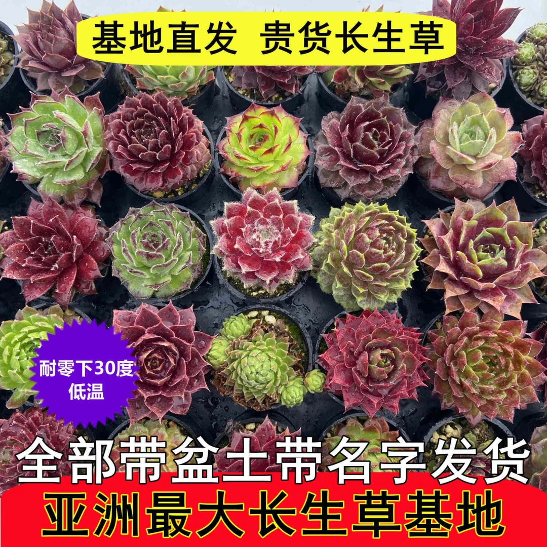 长生草5厘米盆爱群生多肉植物带盆发货耐寒耐旱零下三十度好养