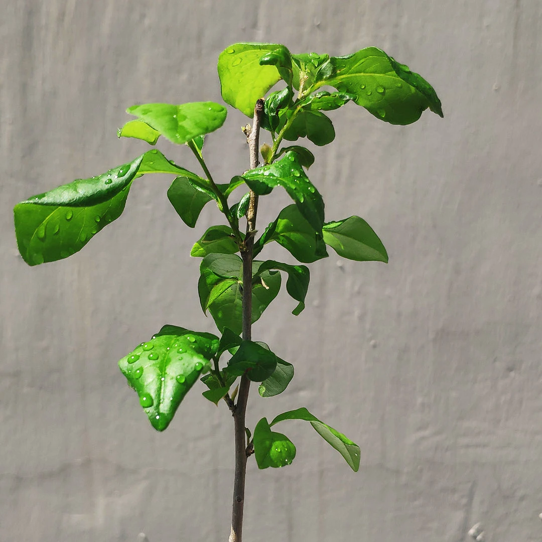 B-108-198金弹子老鸦柿任1棵