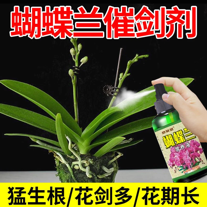 蝴蝶兰催剑剂【免稀释】专用爆根生根促剑催花不伤花瓶装有机营养液