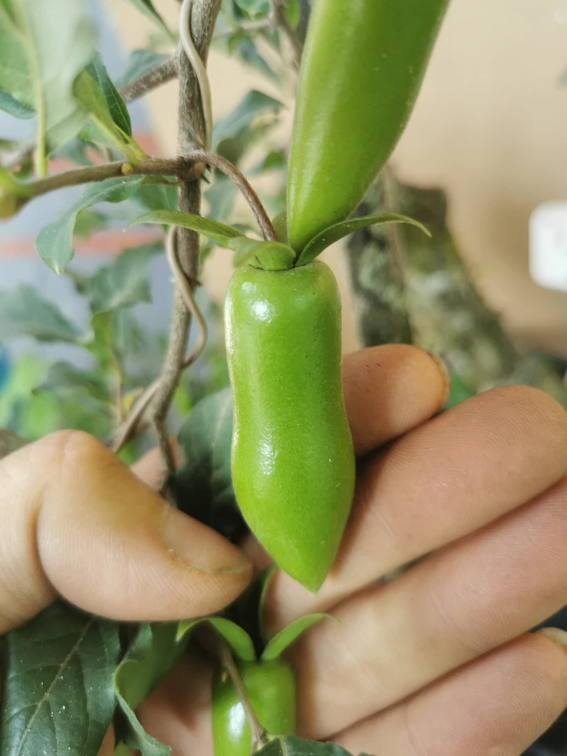 一物一拍金弹子瓶兰花老鸦柿盆景枝条