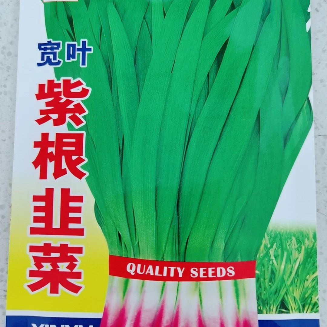 宽叶紫根韭菜种子