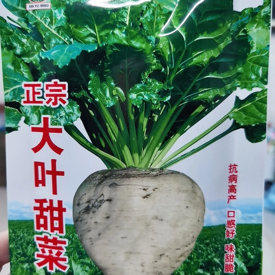 大叶甜菜籽（拍一发二）